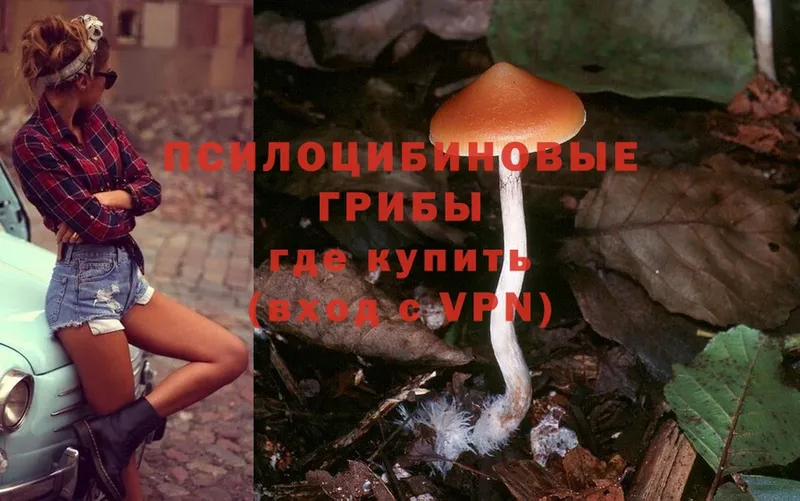 Псилоцибиновые грибы Psilocybe  Тольятти 